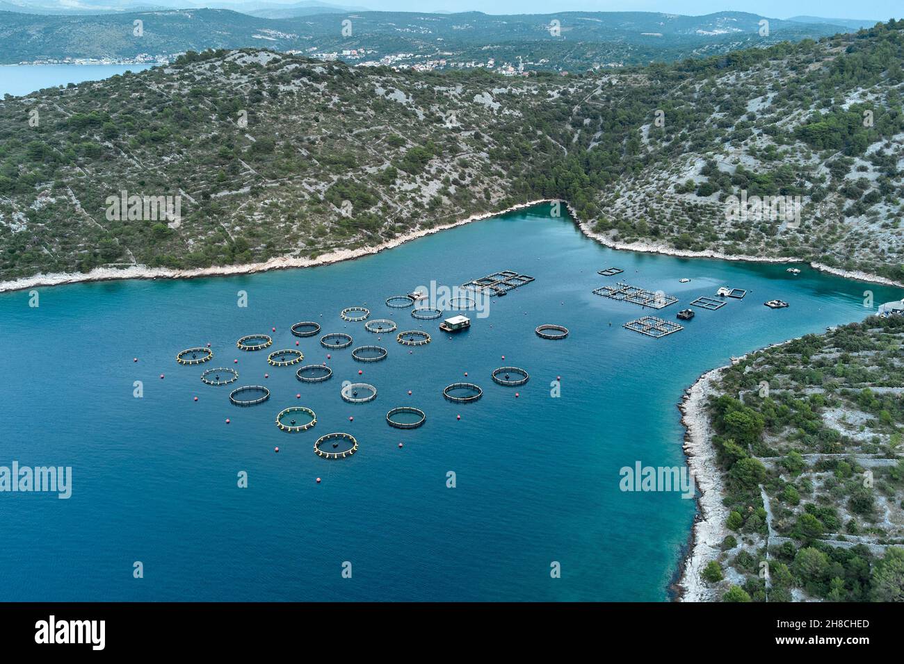 Fattoria di pesce in una baia al largo della costa adriatica. Fattoria galleggiante di pesce e friggere in vassoi graticcio Foto Stock