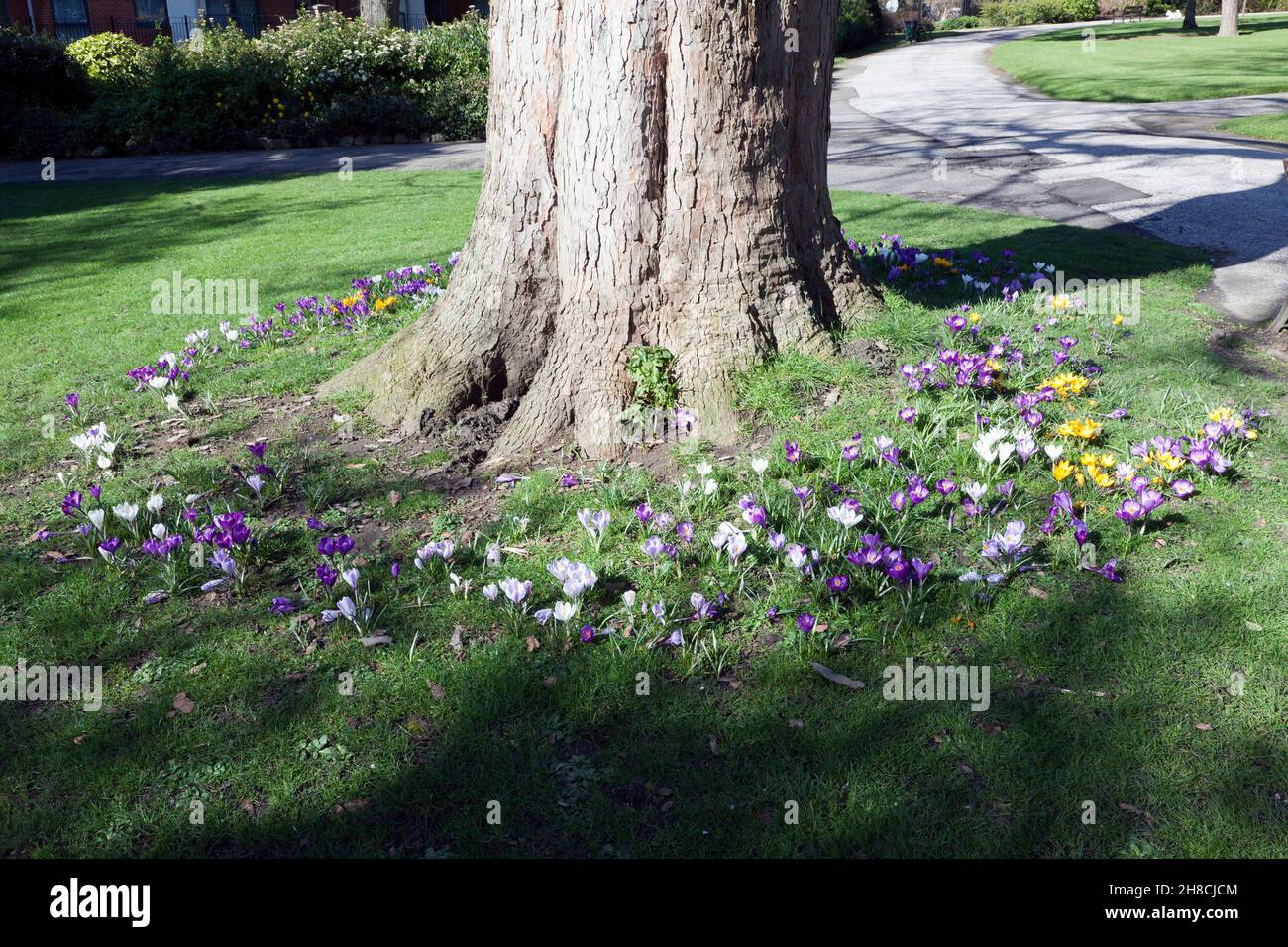 I crochi primaverili che crescono intorno alla base di un albero nei Giardini di Brenchley, Maidstone Foto Stock