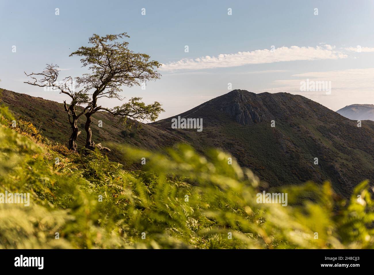 Lone Tree e Long Mynd Bur, area di bellezza naturale, Shropshire, Inghilterra Foto Stock