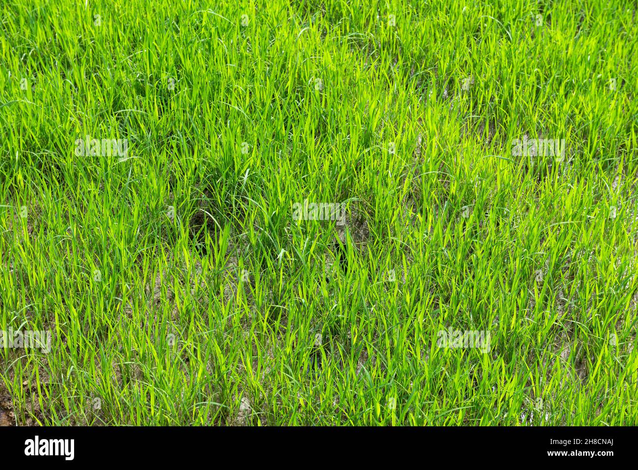 Sri Lanka, provincia di Uva, provincia di Uva, provincia di Uva, montagne, Berge, montagne, piantagione di riz, Anpflanzung von Reis, piantagione di riso Foto Stock