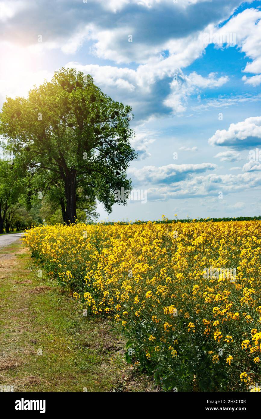 Paesaggio rurale di campo di colza sotto cielo nuvoloso blu giorno di sole da qualche parte in Ucraina Foto Stock
