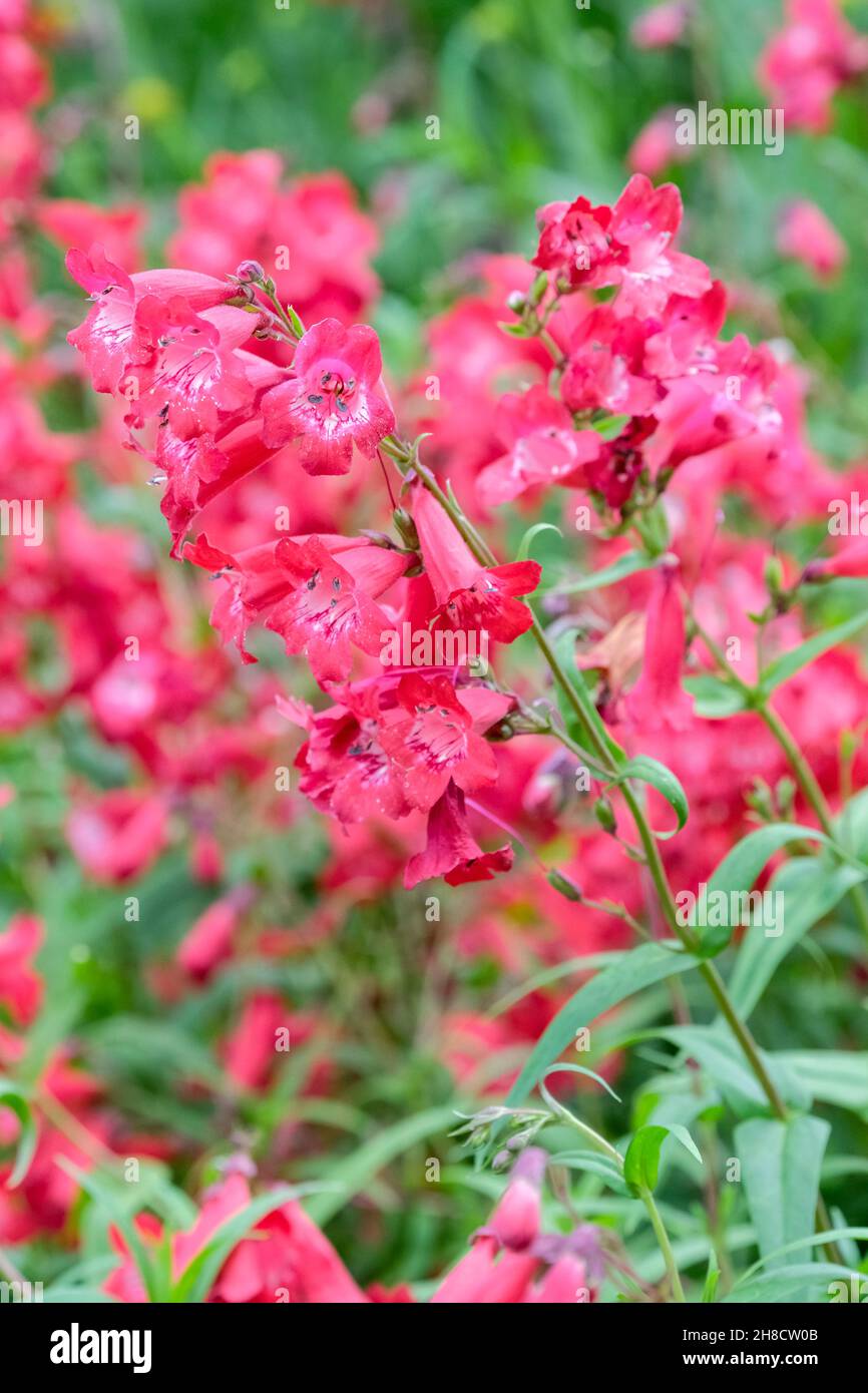 Penstemon 'Scarlet Chester', Beardtongue. Grandi fiori tubolari rossi a forma di campana Foto Stock