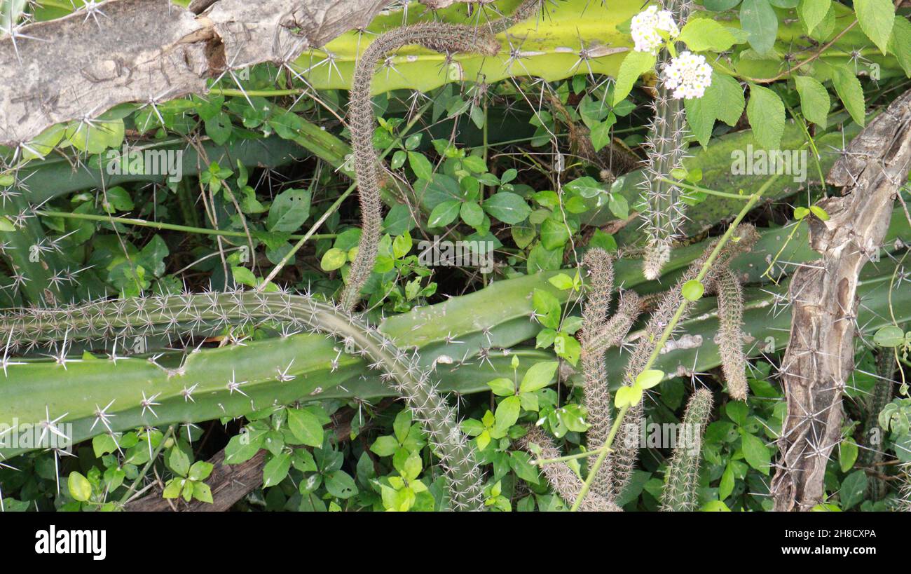 Tra i vitigni sempreverdi è un tipo di pianta chapati che cresce a lungo (Cereus pterogonus) Foto Stock