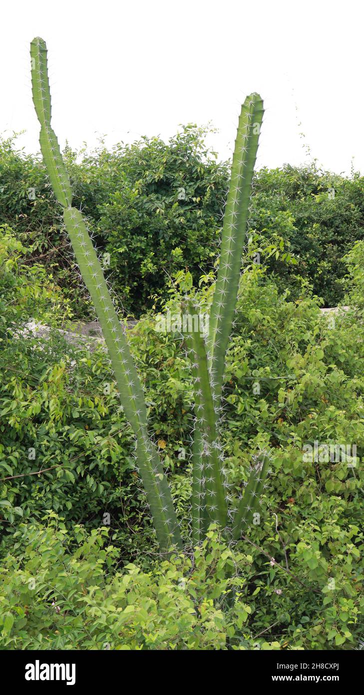 Tra i vitigni sempreverdi è un tipo di pianta chapati che cresce a lungo (Cereus pterogonus) Foto Stock