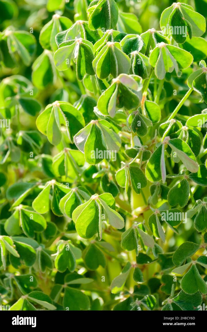 Oxalis tuberosa, Oca, New Zealand yam, cubio, perenne con tuberi commestibili, carnosi, rossi o gialli, steli carnosi, e verde o viola, trifol Foto Stock