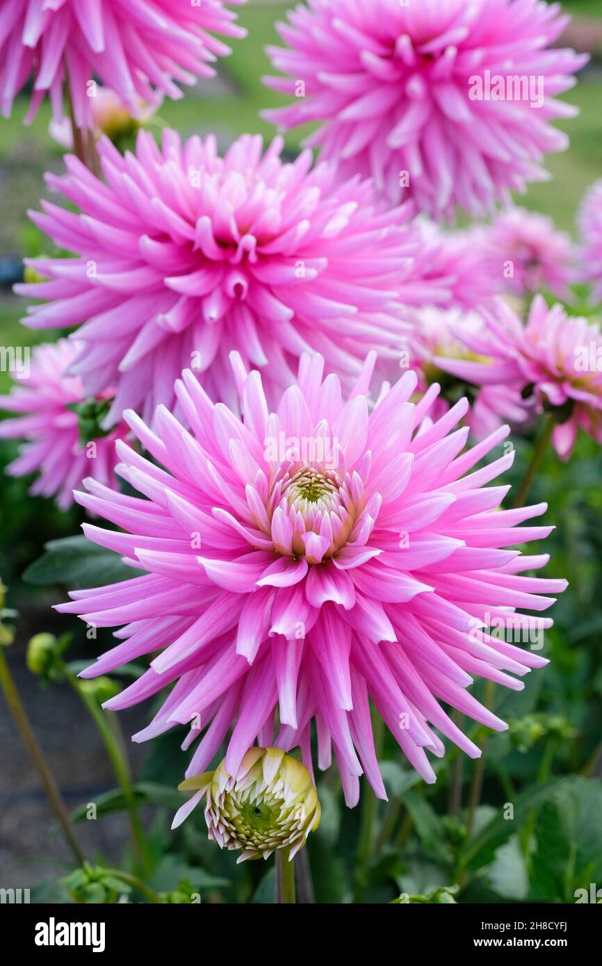 Dahlia 'memorie Normandie'. Piccolo semi-cactus rosa. Foto Stock
