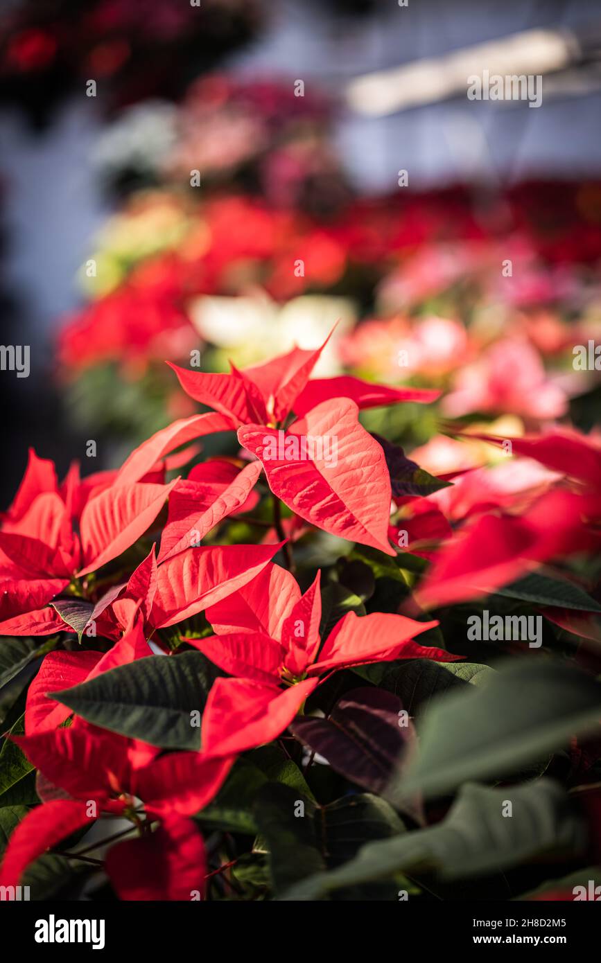 Poinsettia, Euporbia pulcherrima al Meynell Langley Gardens prepararsi per il Natale. Varietà rossa "giorno di Natale" Foto Stock