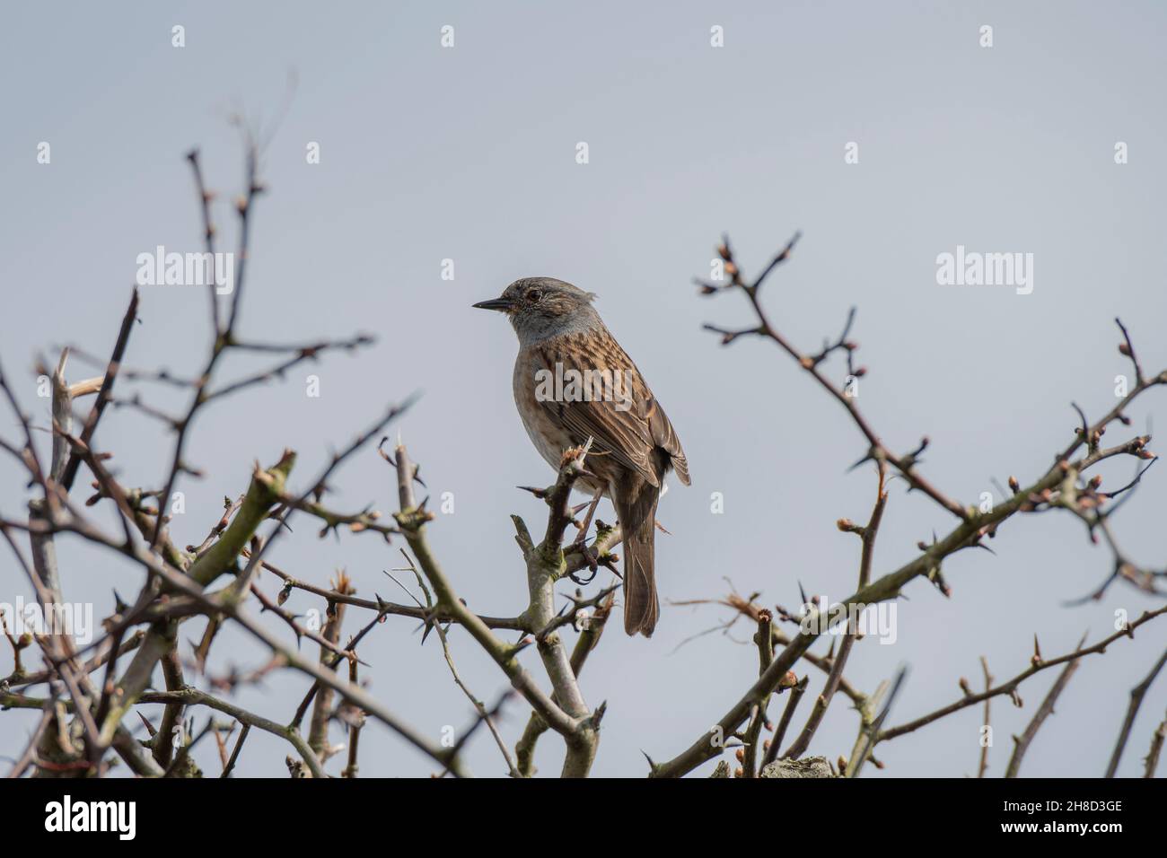 Dunnock (Prunella modularis), canto di froma bush, Mersehead RSPB Reserve, Dumfries, Scozia SW Foto Stock