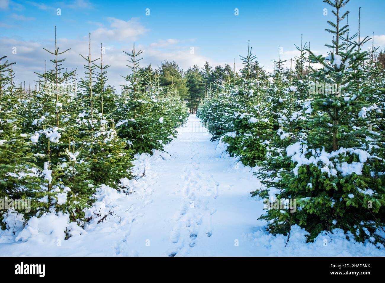 Sfondo paesaggio invernale. Un sentiero con impronte conduce attraverso un vivaio di alberi con piccoli e grandi abeti coperti di neve. Fattoria albero di Natale Foto Stock