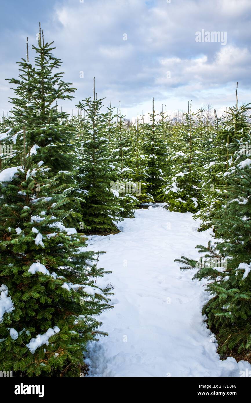 Paesaggio invernale sullo sfondo.Un sentiero nella foresta conduce ad una radura segreta con alberi di abete innevati. Gli alberi di Natale crescono naturalmente. Foto Stock