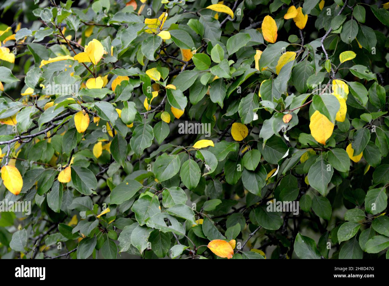 Trendy astratto verde e giallo foglie sfondo, grande design per qualsiasi scopo. Estate natura foglie di albero. Luce diurna. Sfondo naturale e. Foto Stock