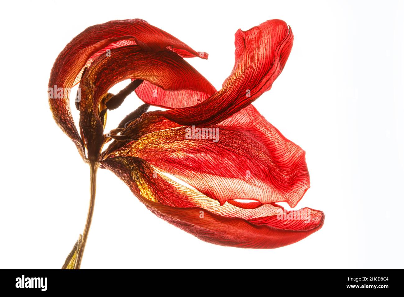 Tulipani creativi selvaggi su sfondo bianco Foto Stock