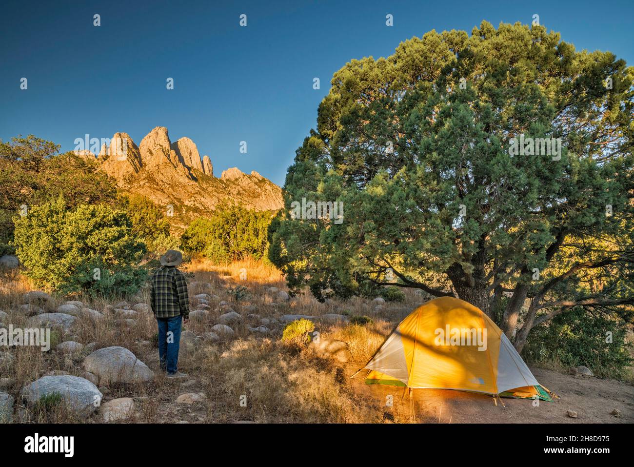 Pinnacoli dell'orecchio del coniglio, montagne dell'organo, tenda, albero del ginepro, mattina, Aguirre Spring Campground, Organ Mountains Desert Peaks National Monument, NM, USA Foto Stock