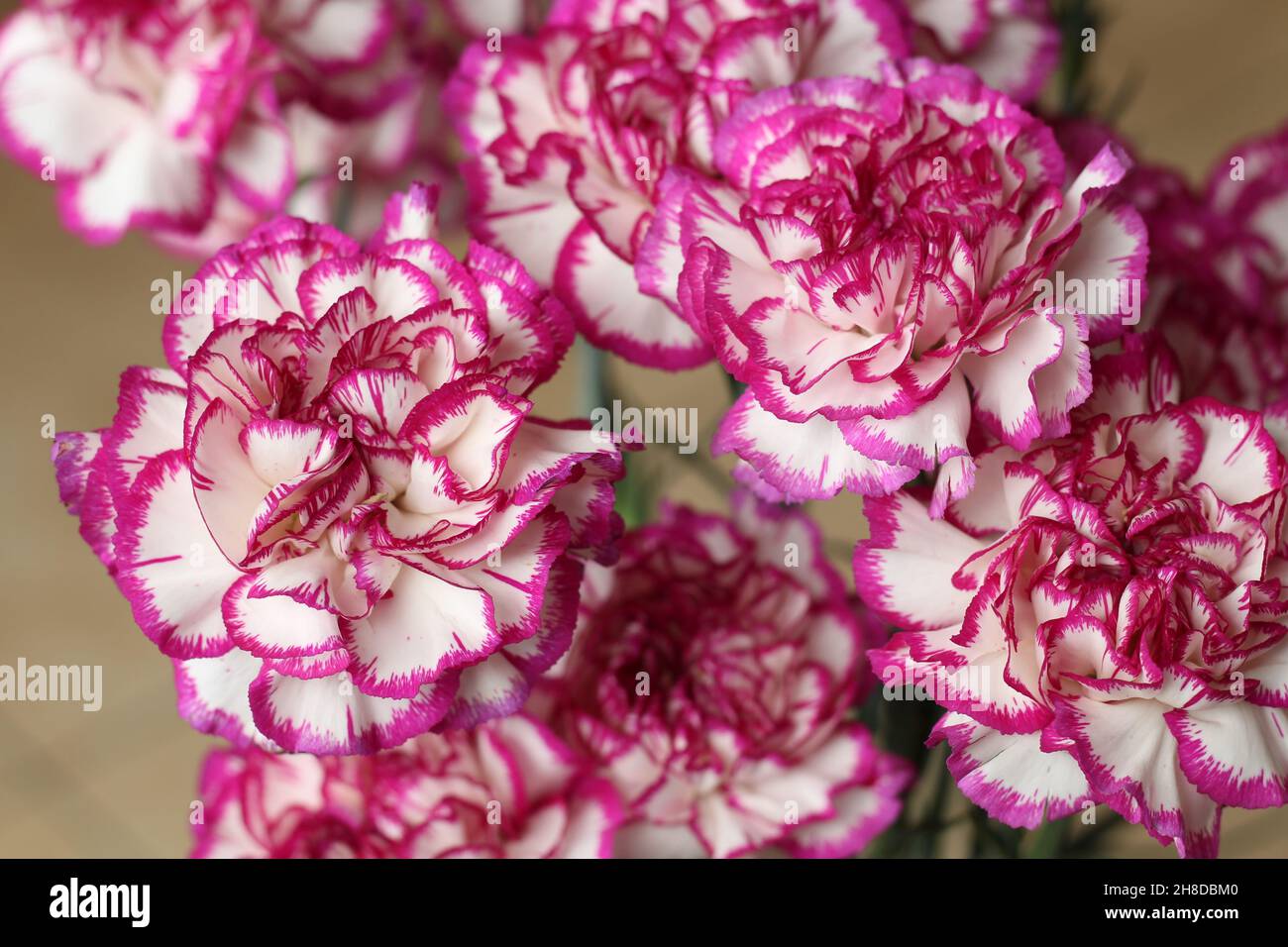 Fiori: Closeup di garofani bianchi con petali con frange viola Foto Stock