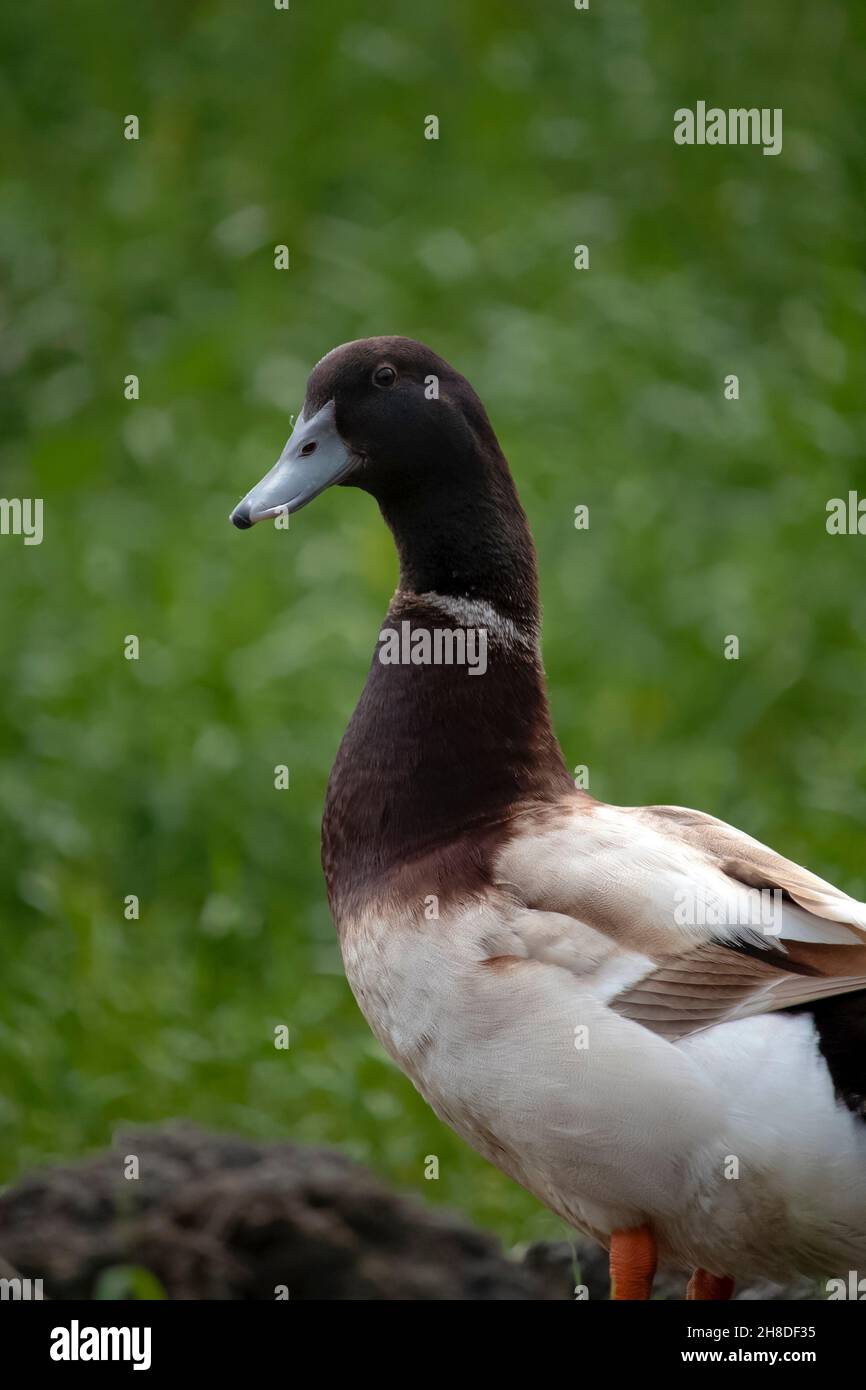 Bella anatra indiana in cerca del suo cibo in un campo verde Foto Stock