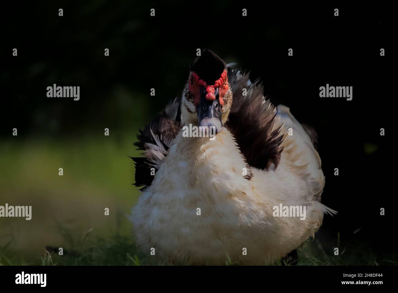 Bella anatra indiana si siede in un campo verde erba e prendere il sole, questa anatra nazionale è una famiglia di runner anatra indiano. Foto Stock