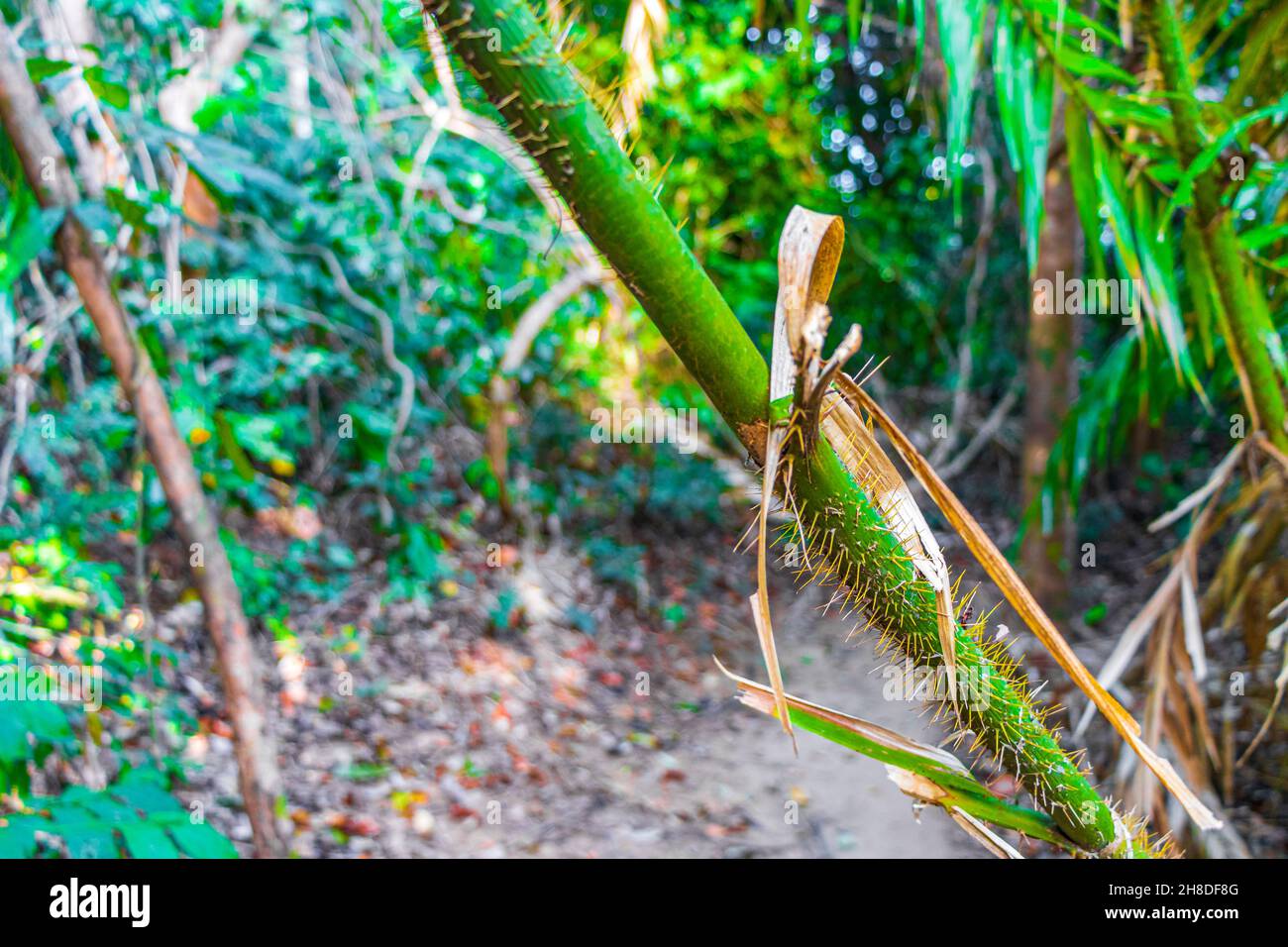 Alberi e piante nella foresta tropicale della giungla con radici fronde palme in Lam RU Lamru Nationalpark in Khao Lak Khuekkhak Takua Pa Phang-nga Thail Foto Stock