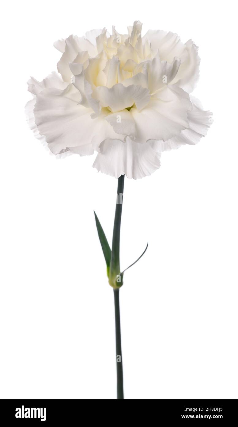 Dianthus bianco isolato su sfondo bianco Foto Stock