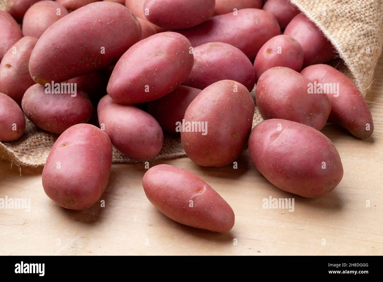 Patate fresche di piccola taglia Roseval da vicino da un sacchetto di burlap Foto Stock