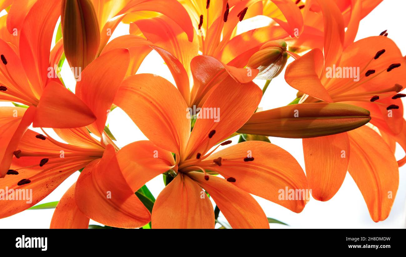 Primo piano fiori di gigli arancioni con sfondo bianco Foto Stock