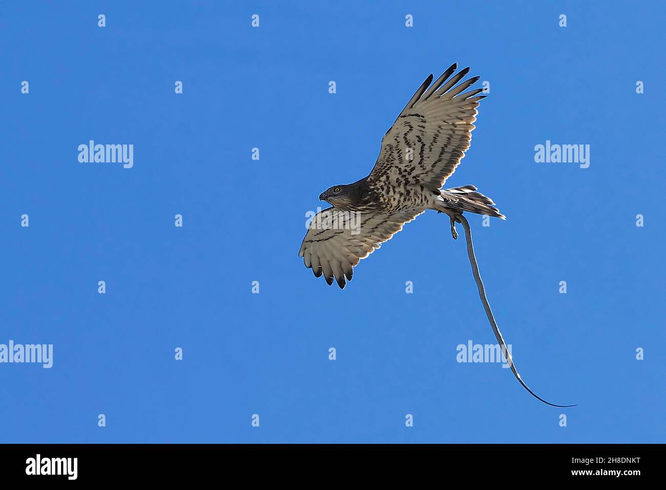 Circaetus gallicus - l'aquila corta europea, è un rapitore specializzato nella caccia di serpenti e di altri rettili. Foto Stock