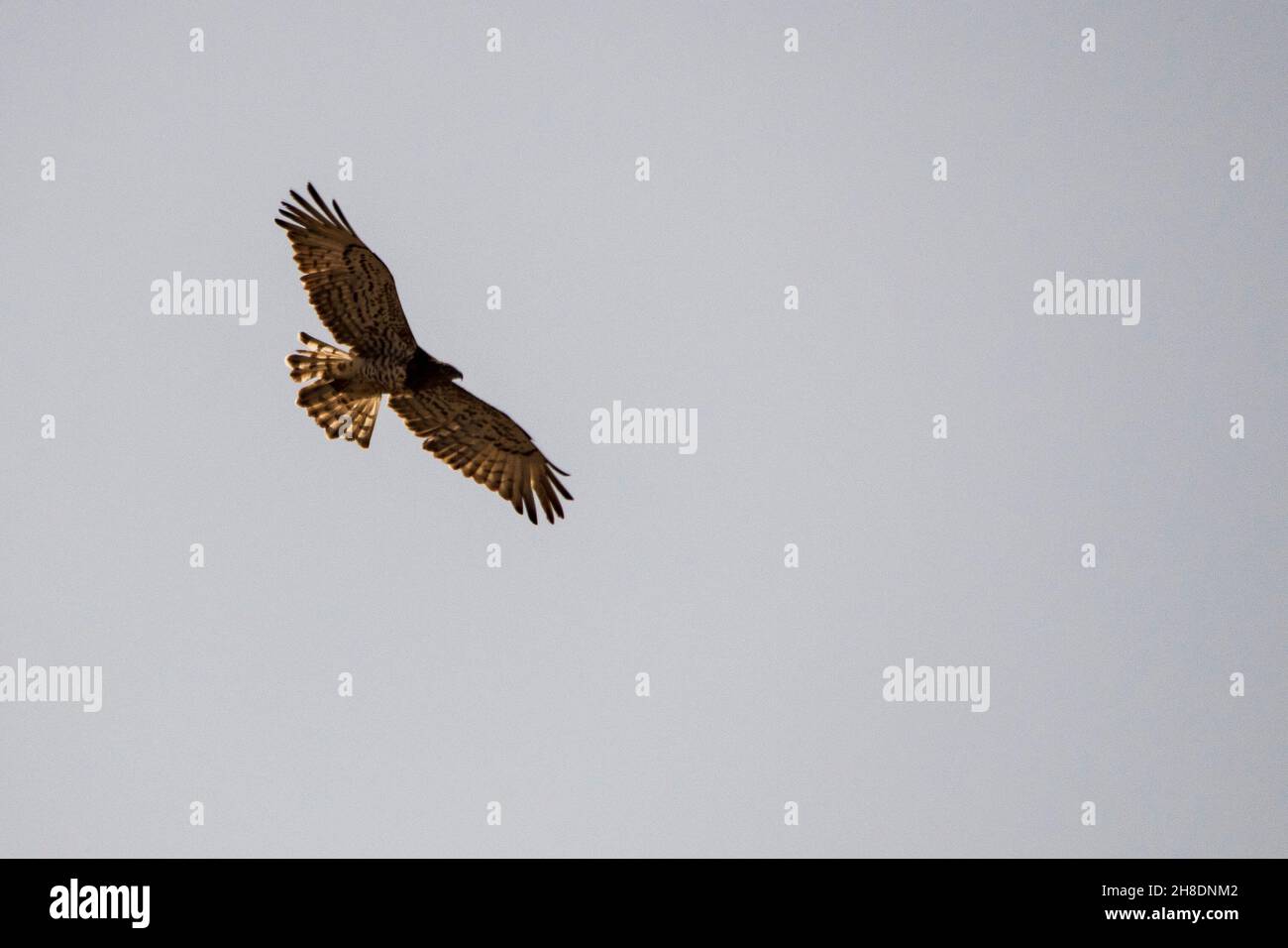 Circaetus gallicus - l'aquila corta europea, è un rapitore specializzato nella caccia di serpenti e di altri rettili. Foto Stock