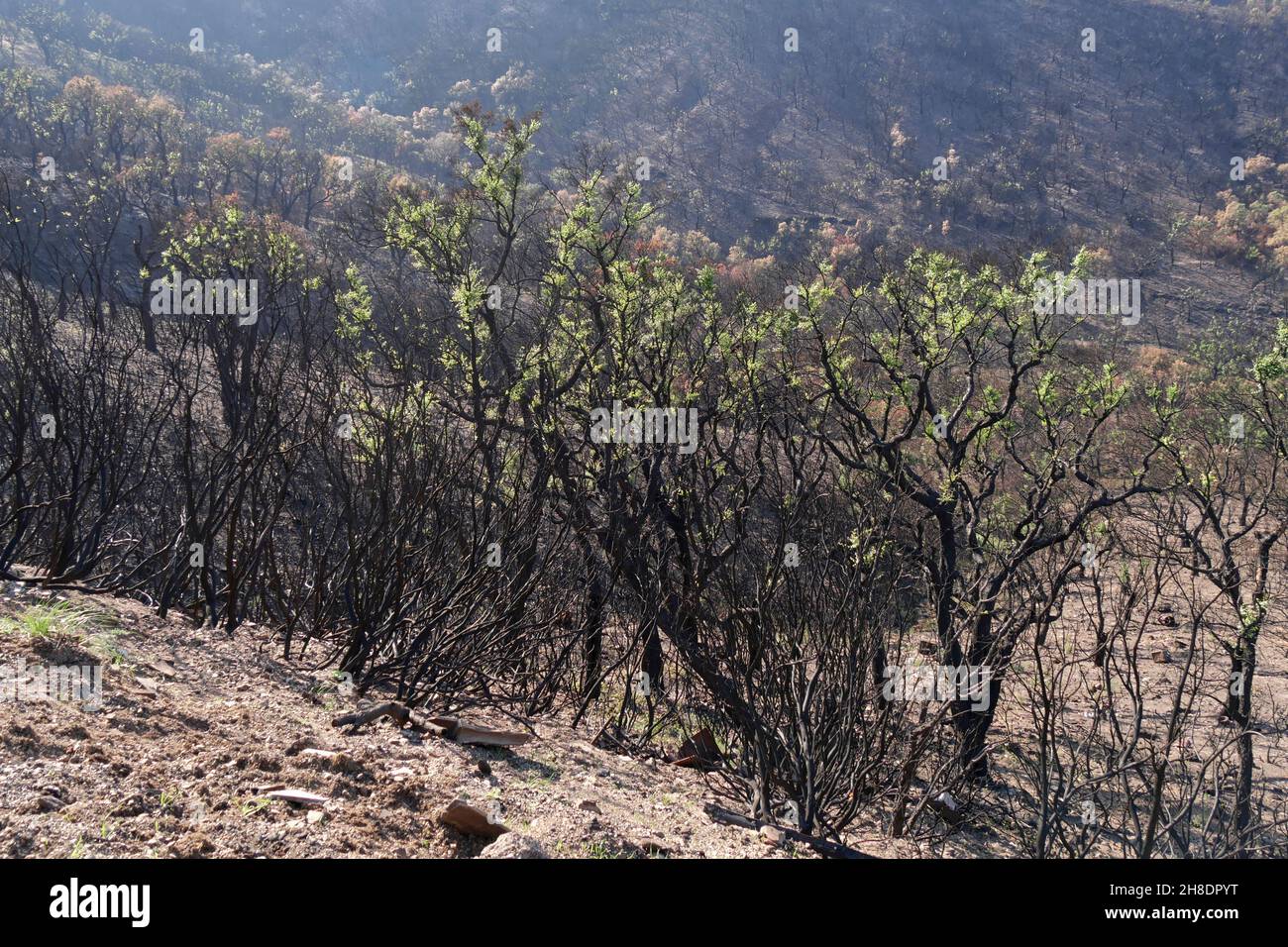 Nuovi germogli verdi crescono su alberi devastati dal fuoco selvaggio 2021 Massif des Maures, Var, Provenza-Alpi-Côte Azzurra, Francia Foto Stock