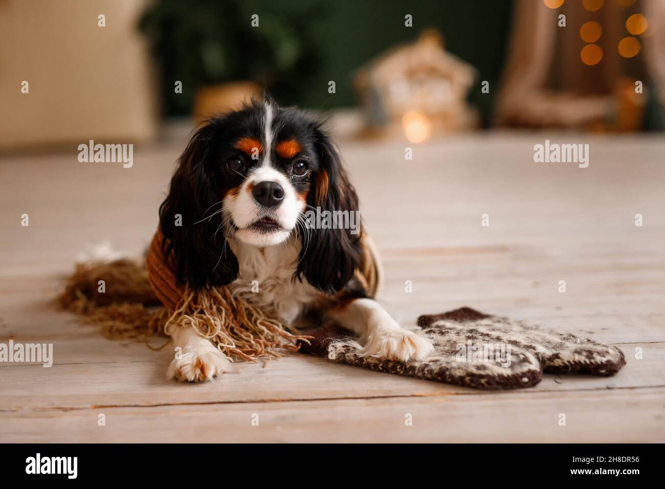 Il Cavalier King Charles Spaniel si trova sul pavimento in maniche invernali. Il cane festeggia il nuovo anno Foto Stock