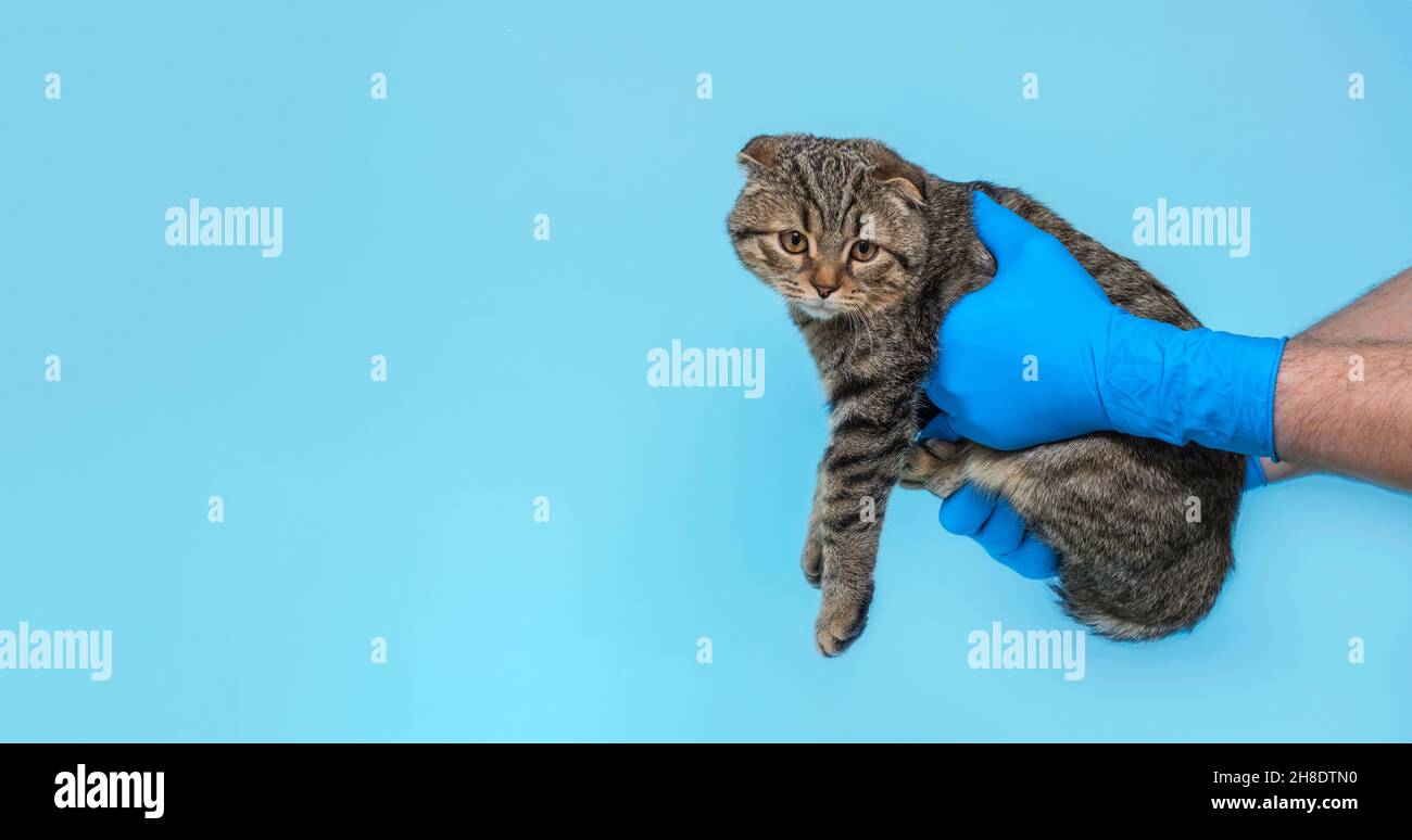Un gatto animale ad un esame in una clinica veterinaria. Il gatto nelle mani di un medico in guanti medici. Concetto veterinario. Banner. Spazio di copia Foto Stock