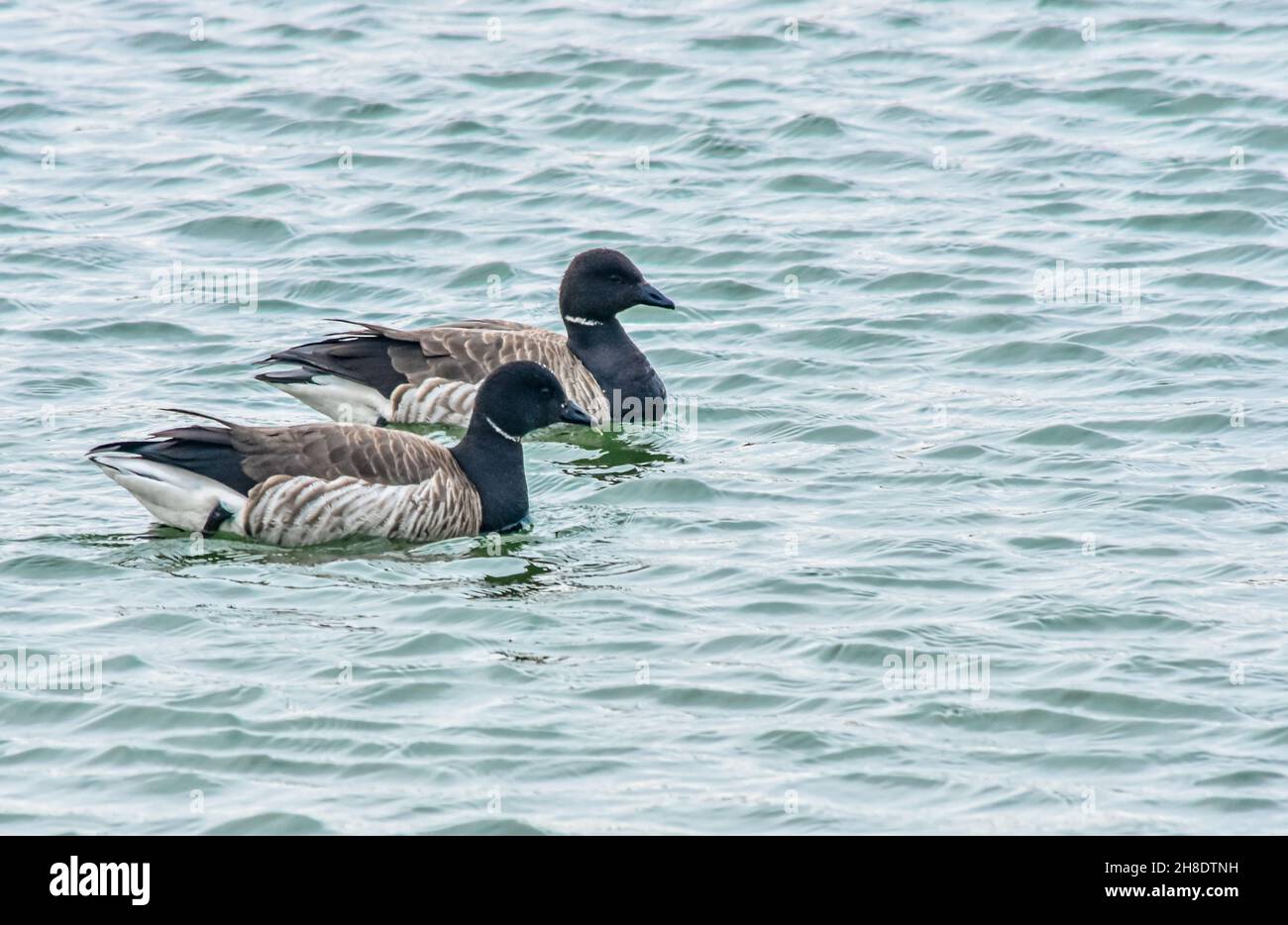 Due brants (Branta bernicla) nuotano in acqua. Spazio di copia. Formato orizzontale. Foto Stock