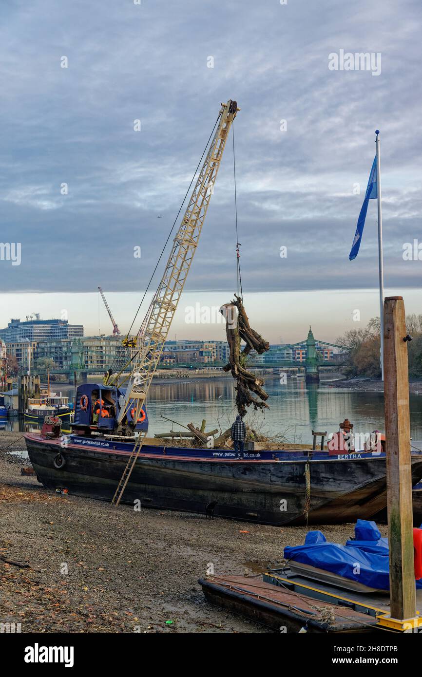 T29 novembre 2021. Londra, Regno Unito. Tree Felling e manutenzione lungo Upper Mall, Hammersmith. Abbattimento di alberi di routine e manutenzione della riva del fiume a Upper Mall, Hammersmith sulle rive del Tamigi. L'albero abbattuto è sollevato da una gru e messo su una chiatta. Credit: Peter Hogan/Alamy Live News Foto Stock