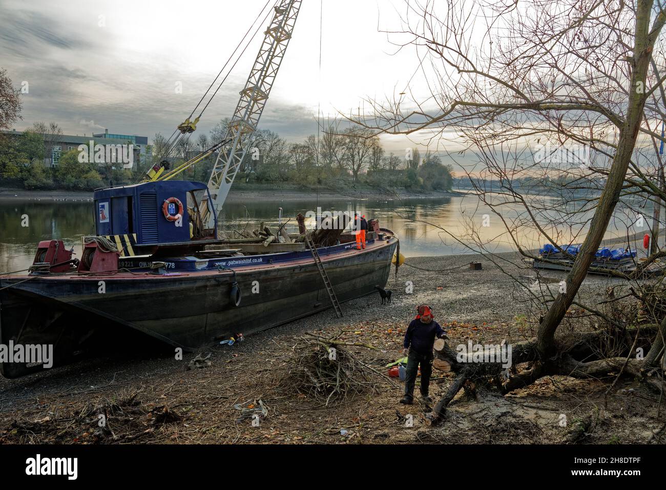 T29 novembre 2021. Londra, Regno Unito. Tree Felling e manutenzione lungo Upper Mall, Hammersmith. Abbattimento di alberi di routine e manutenzione della riva del fiume a Upper Mall, Hammersmith sulle rive del Tamigi. L'albero abbattuto è sollevato da una gru e messo su una chiatta. Credit: Peter Hogan/Alamy Live News Foto Stock