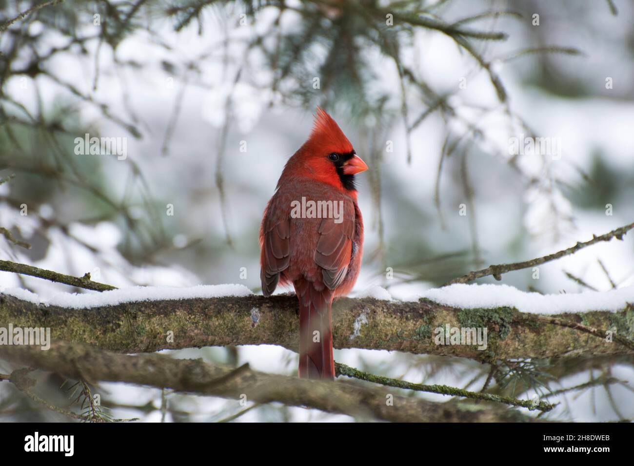 cardinale maschio rosso in albero innevato Foto Stock