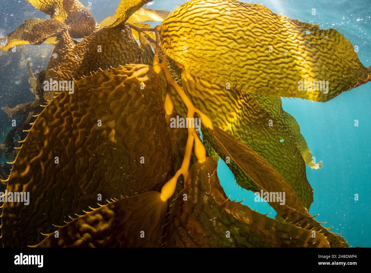 Fronti e galleggianti di kelp gigante (Macrocystis piryfera) che crescono sott'acqua nell'oceano a Monterey Bay, California. Foto Stock