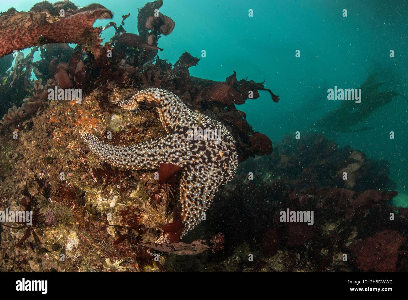 Una stella marina viola (Pisaster ochraceus) sott'acqua, questa stella marina è una grande echinoderm e specie di pietra chiave della baia di Monterey in California. Foto Stock