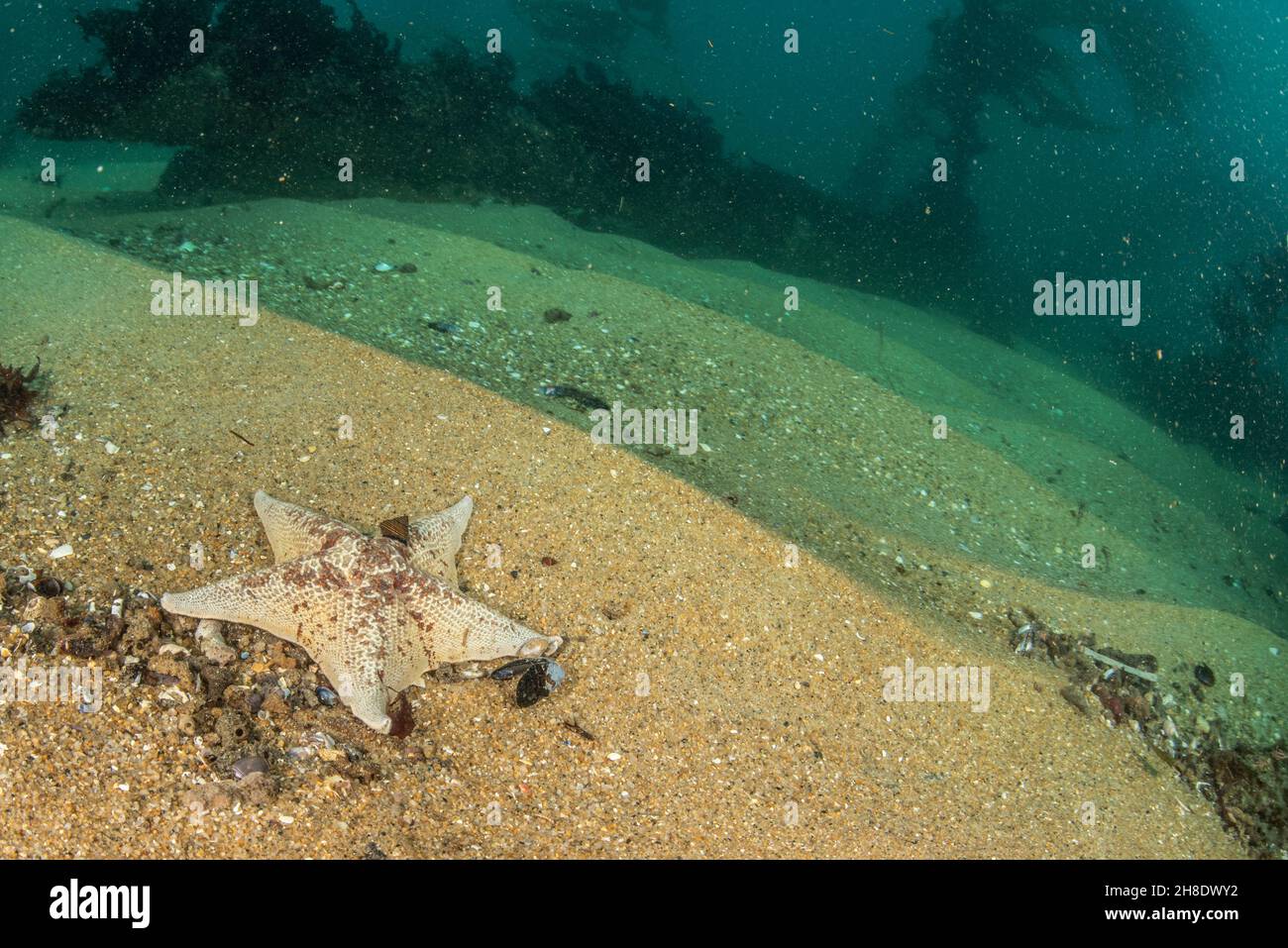Una stella di mare di colore bianco pallido su un bar di sabbia nella spiaggia di San Carlos a Monterey Bay, California. Foto Stock