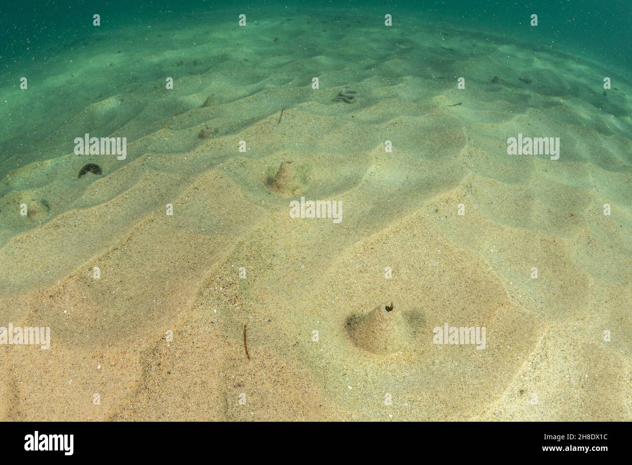 Un piatto di sabbia privo di vegetazione e alghe nella spiaggia di San Carlos a Monterey Bay, California. Foto Stock