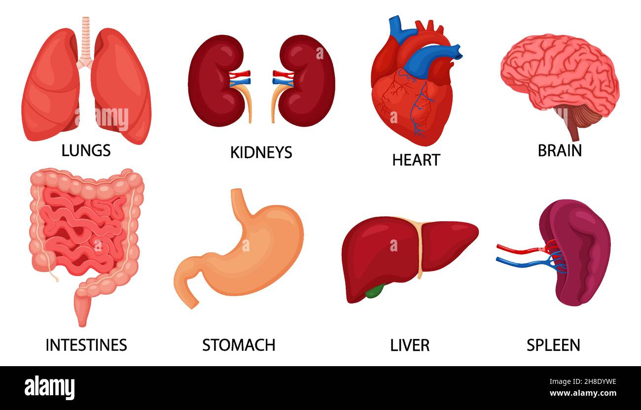 Set di organi interni umani. Cervello, cuore, polmoni, stomaco, intestino,  reni, fegato, milza isolati su sfondo bianco, illustrazione vettoriale  piatta Immagine e Vettoriale - Alamy
