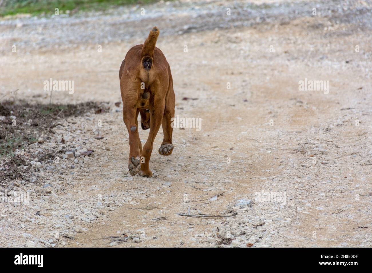 Un cane soleggiato cammina con la testa inchinata attraverso una giornata autunnale in campagna. Il cane si allontana dal punto di vista Foto Stock