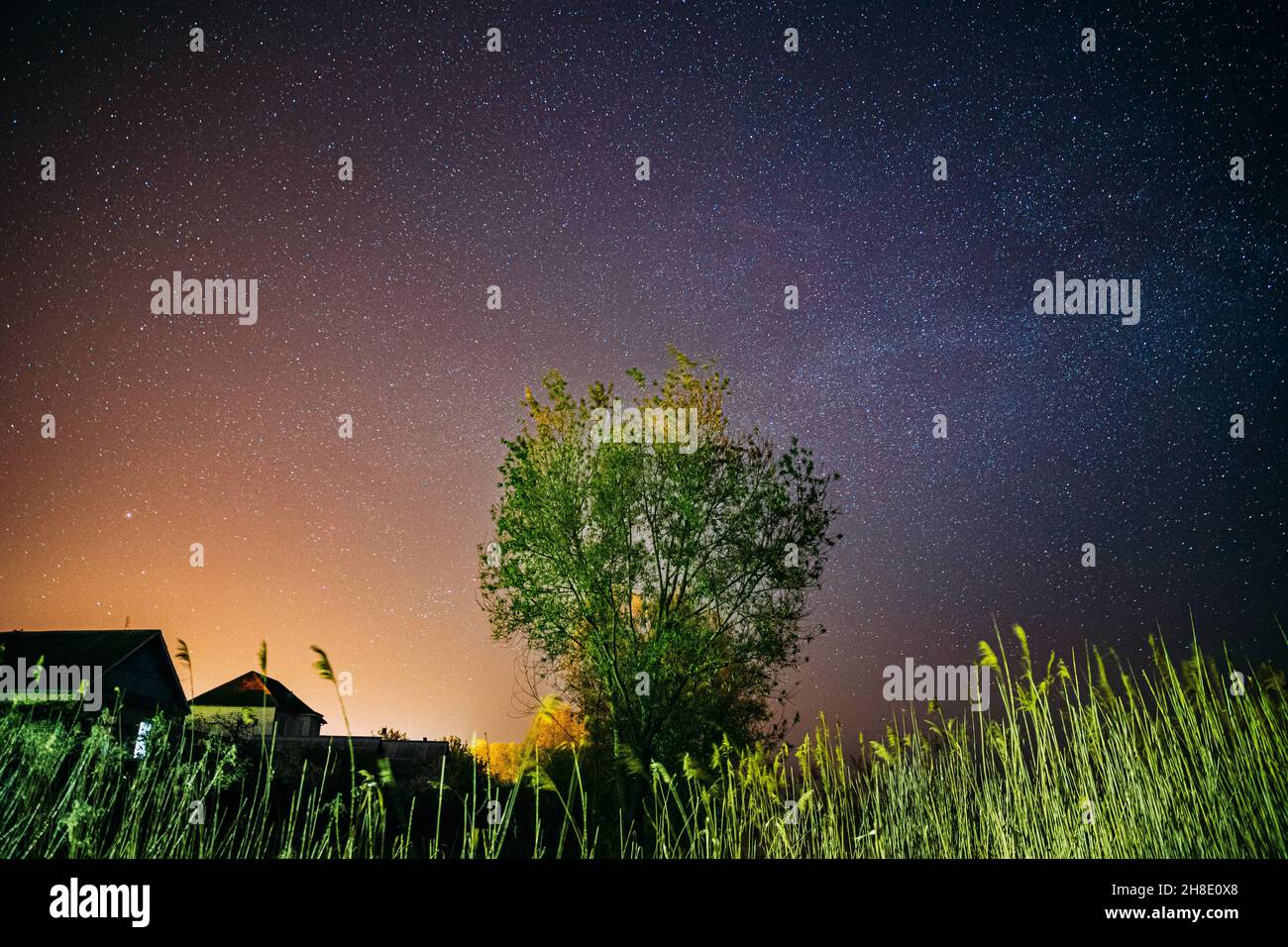 Milky Way Galaxy in Night Starry Sky sopra Young Green Lonely Tree in Spring Night. Stelle incandescenti sopra il paesaggio. Tramonto Alba Alba colori Cielo Foto Stock