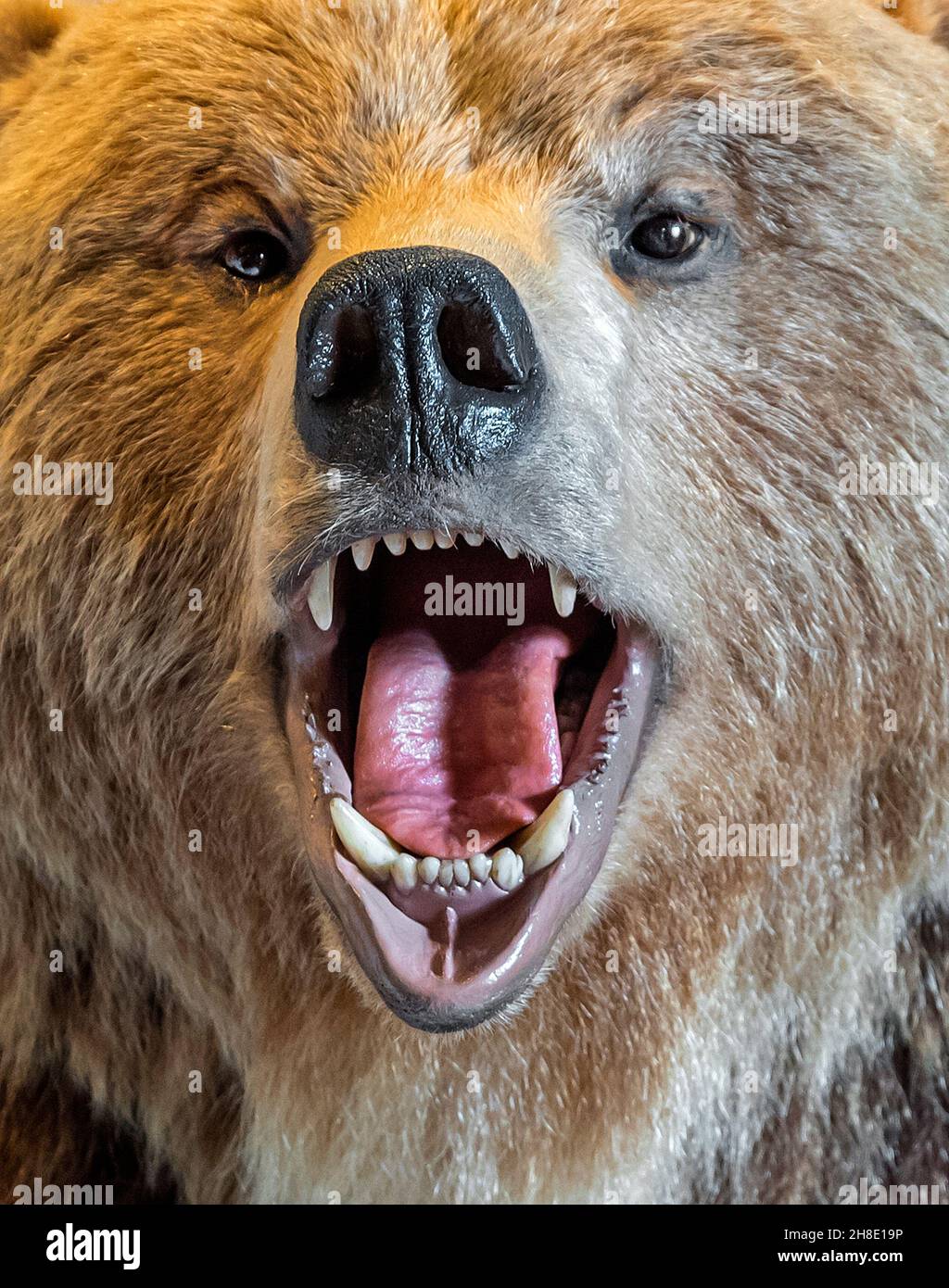 Splendido e imponente camino in pietra circondato da animali all'interno di un negozio di attività ricreative all'aperto nel nord della Florida centrale. Foto Stock