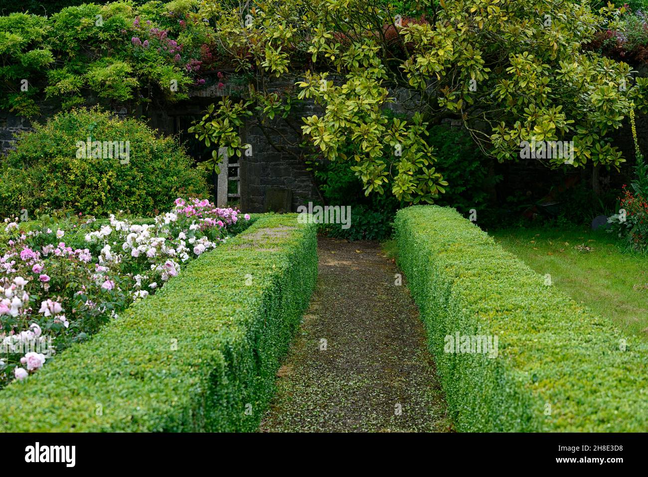 rose,rosa,rose bianche e rosa,box hedge, box hedging,rose rosa,mix,misto,giardino formale,giardini,RM Floral Foto Stock