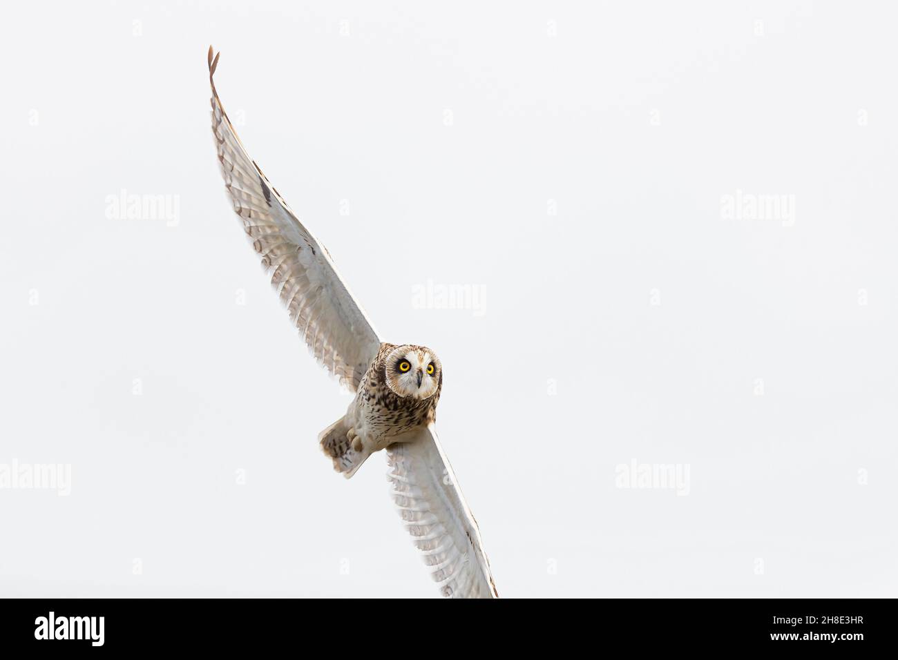 Un gufo a poche orecchie (Asio flammeus) in volo durante la migrazione autunnale Foto Stock