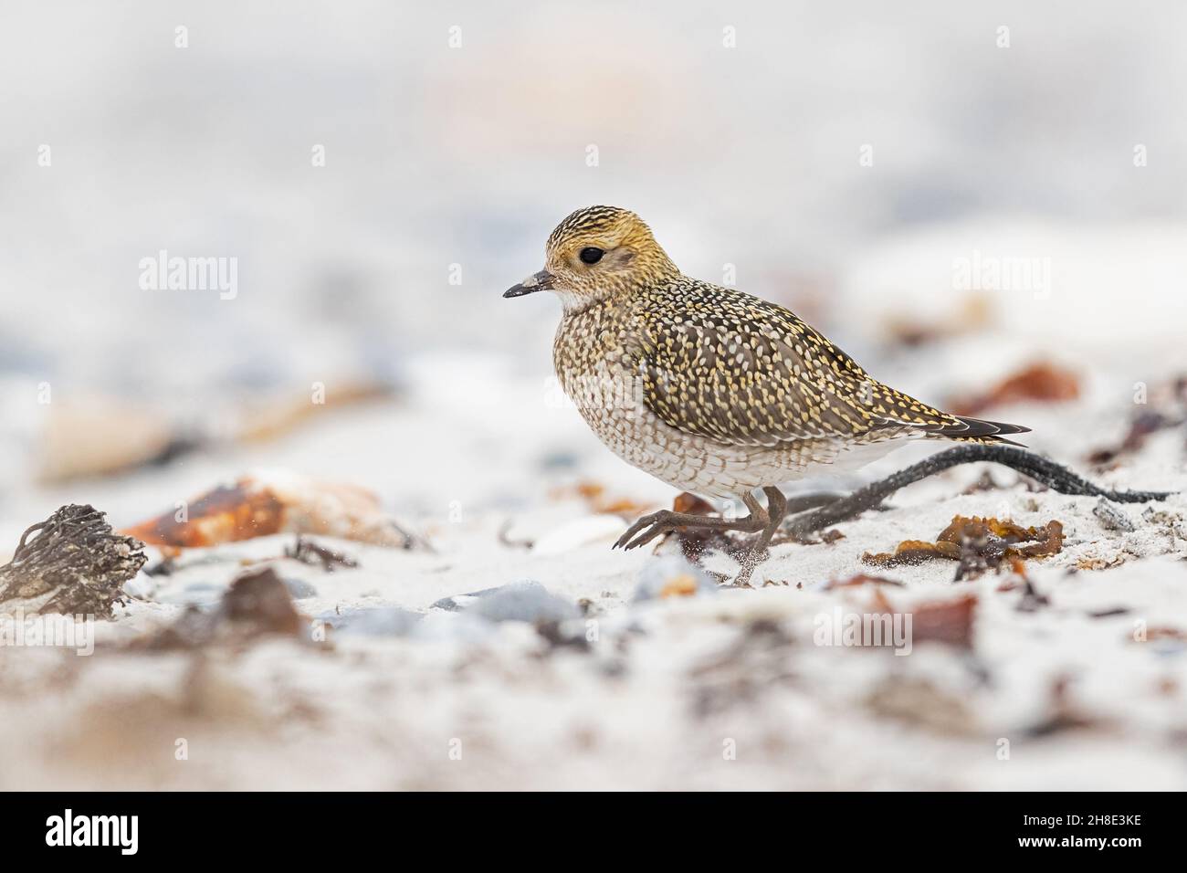 Un Golden Plover europeo (Pluvialis albicaria) si sta risplendo alla spiaggia sabbiosa di Helgoland Foto Stock