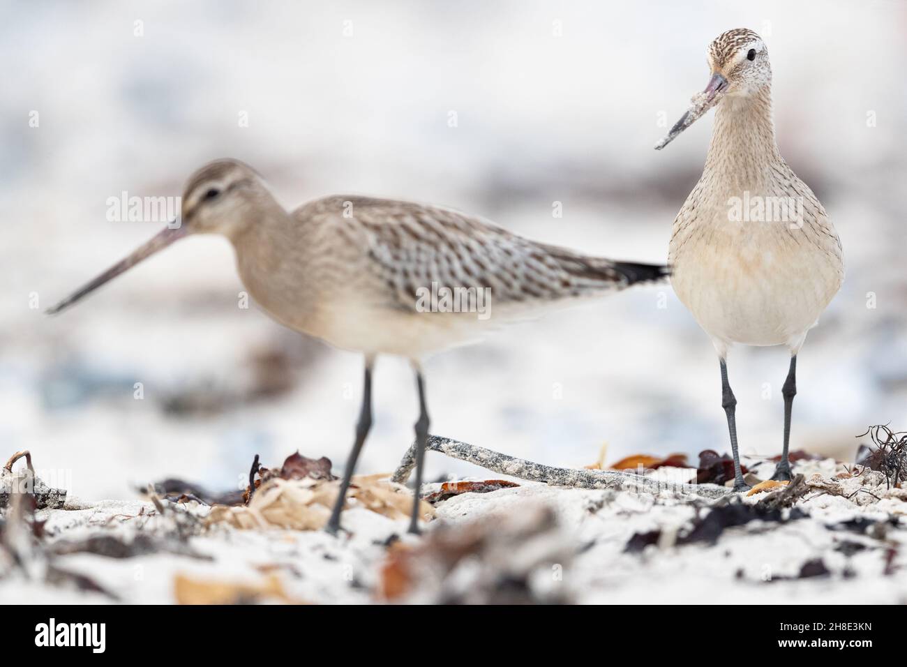 Godwits (Limosa laponica) con coda al bar nella spiaggia di sabbia di Helgoland Foto Stock