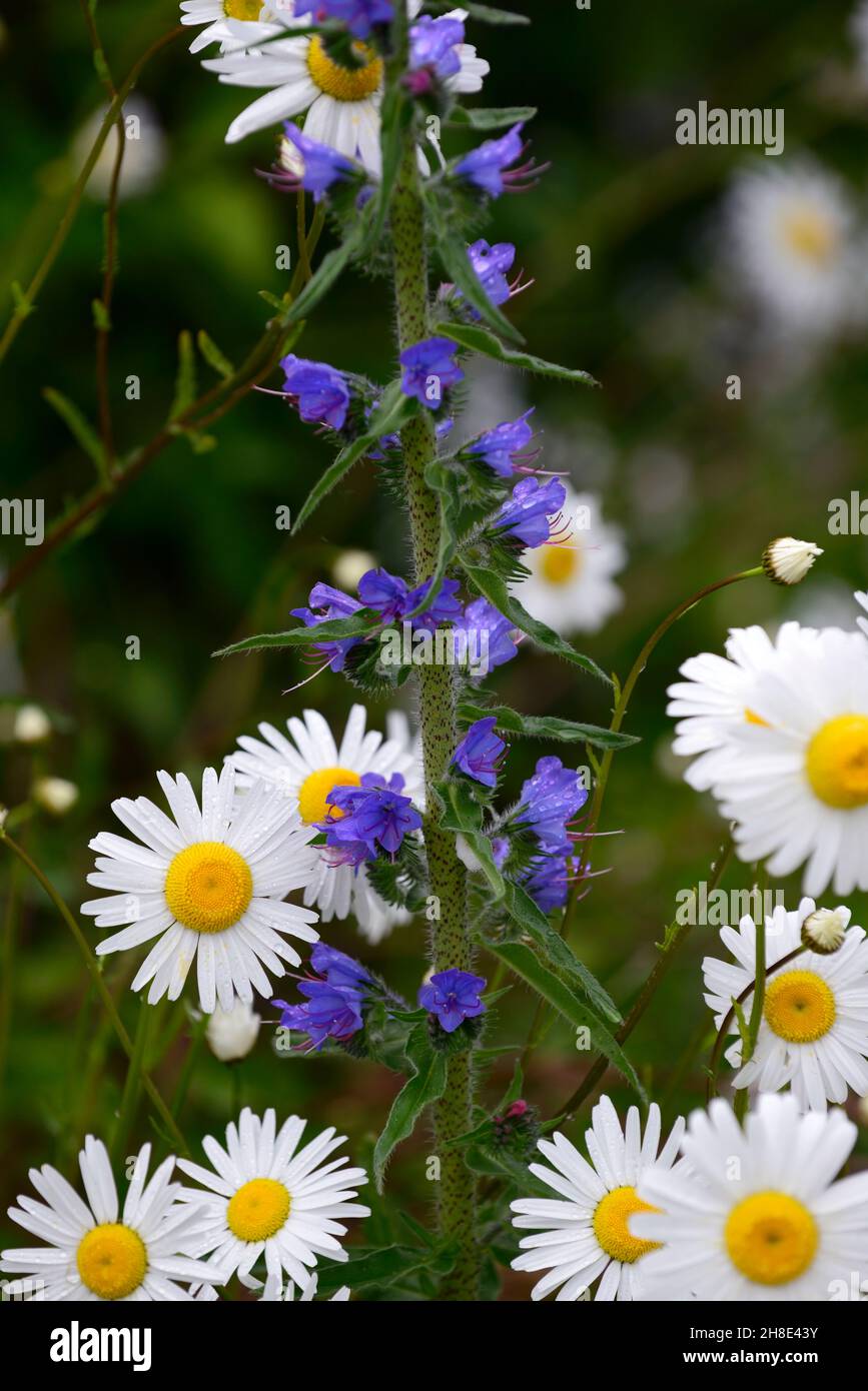 Margherite marguerite bianca, margherite marguerite bianca, fiore bianco, fiore, fioritura, echium blu, rm floreale Foto Stock