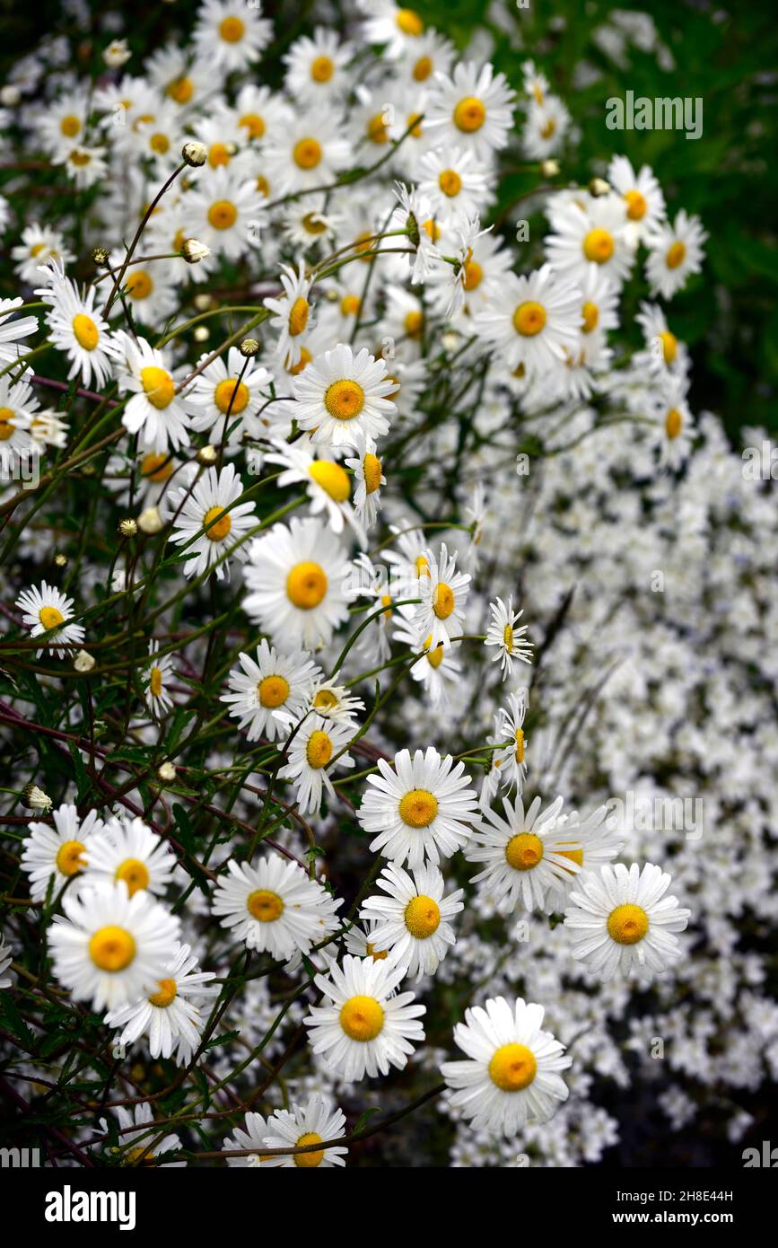 Margherite marguerite bianca, margherite marguerite bianca, fiore bianco, fiore, fioritura, RM floreale Foto Stock
