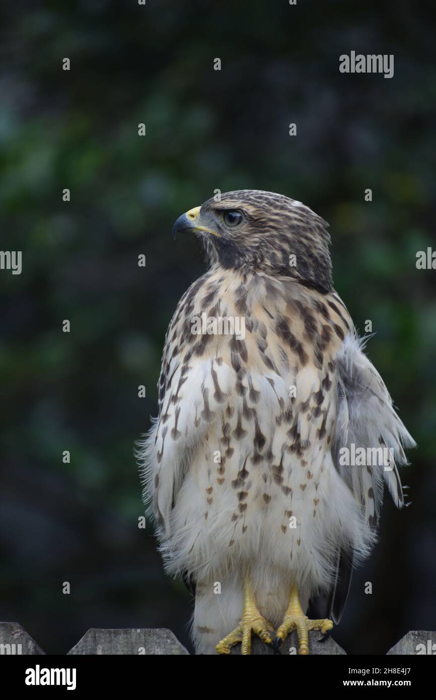 Primo piano di un falco a spalla rossa che si affaccia sulla spalla destra. Foto Stock