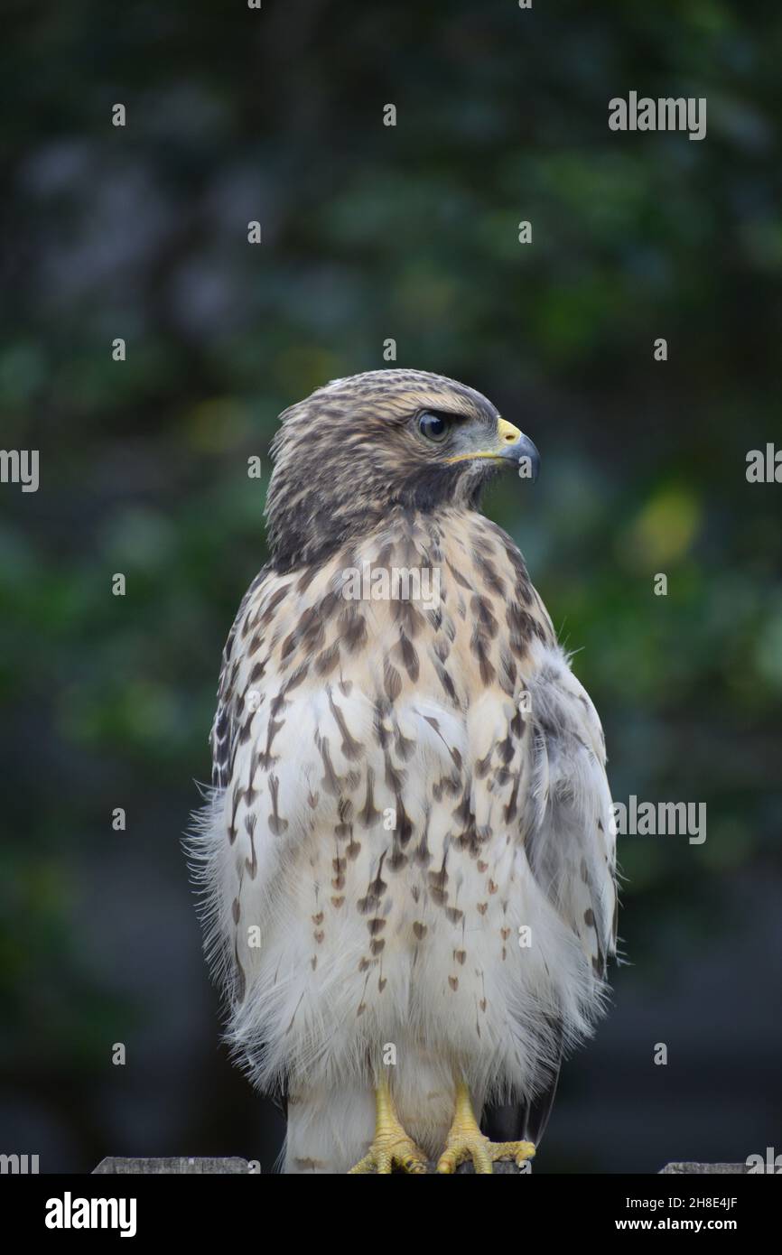 Primo piano di un falco a spalla rossa che guarda sulla spalla sinistra. Foto Stock