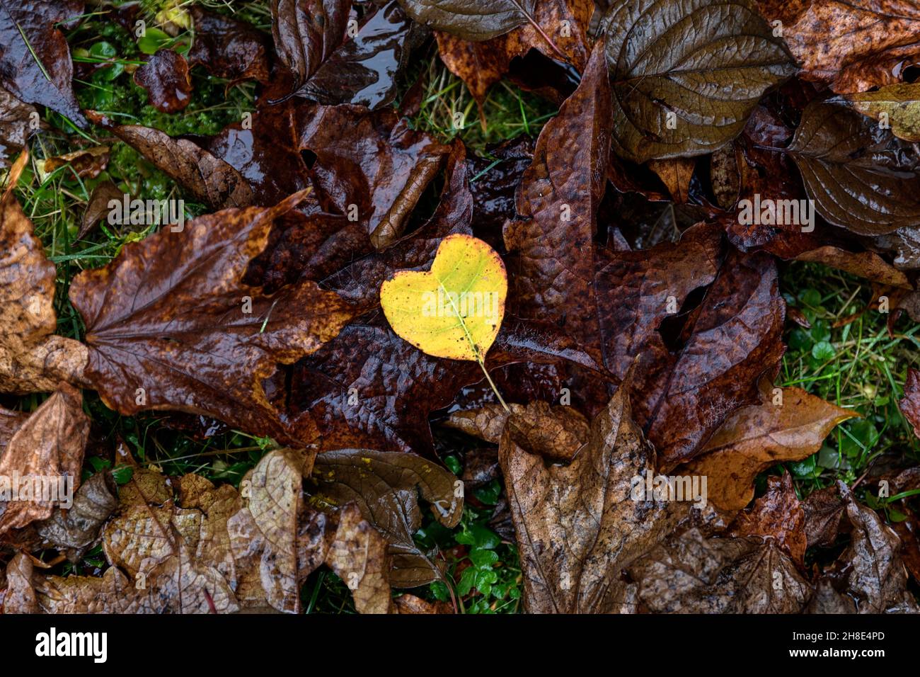 Foglia gialla a forma di cuore su foglie autunnali a terra, foresta ancora vita, immagine di sfondo, foglia a forma di cuore Foto Stock